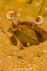 swan river prawn(shrimp) by Dave Baxter 
